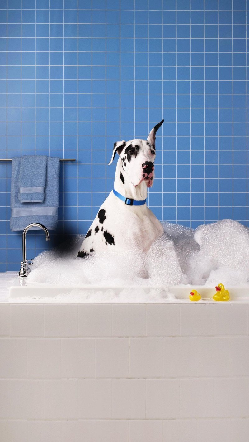 Great Dane in a bubble bath against cobalt tile