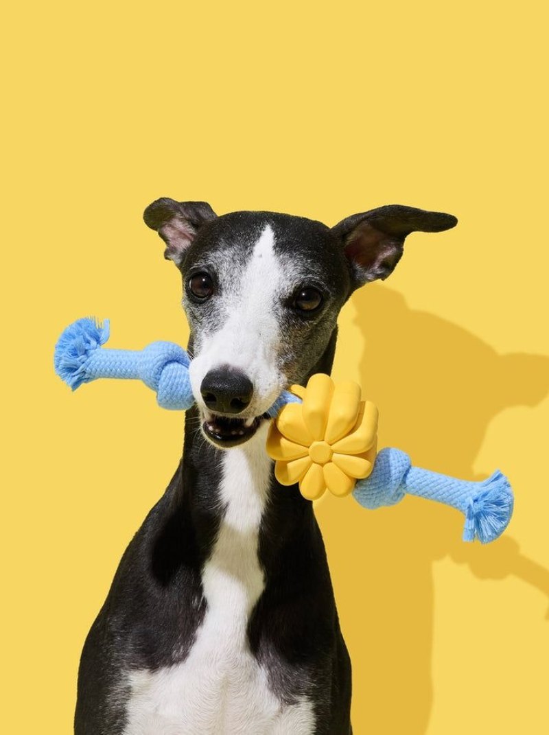 Whippet holding a blue rope toy on yellow