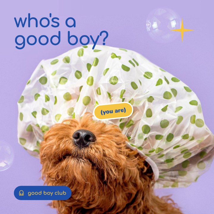 good boy club Instagram post: Who’s a good boy?